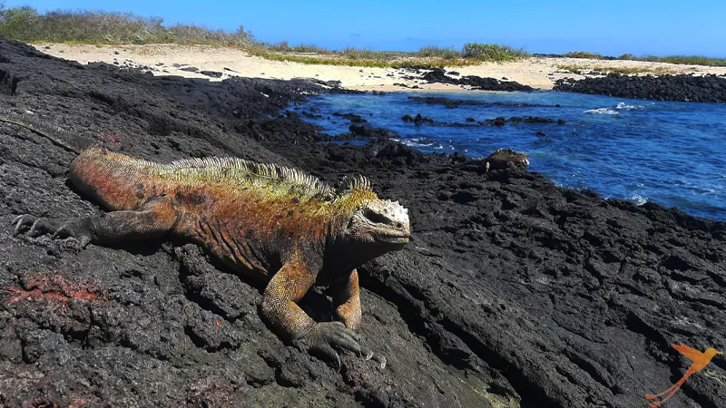 iguana near wall of tears on Isabela Island