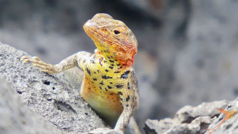 lava lizard with pattern
