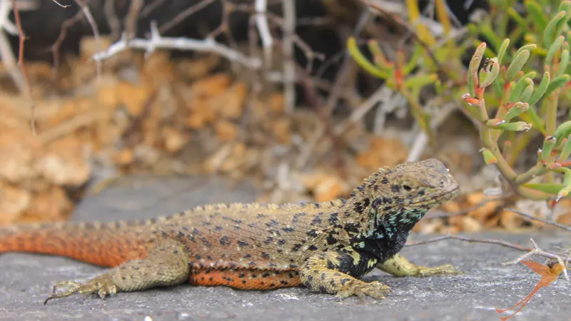 Galapagos Lava lizard