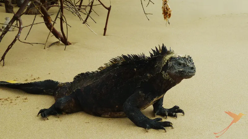 black marine Iguana