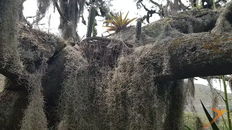 Moss and Bromelias at Hacienda Verde