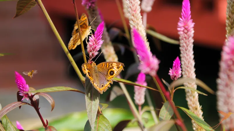 butterflies in the Yasuni