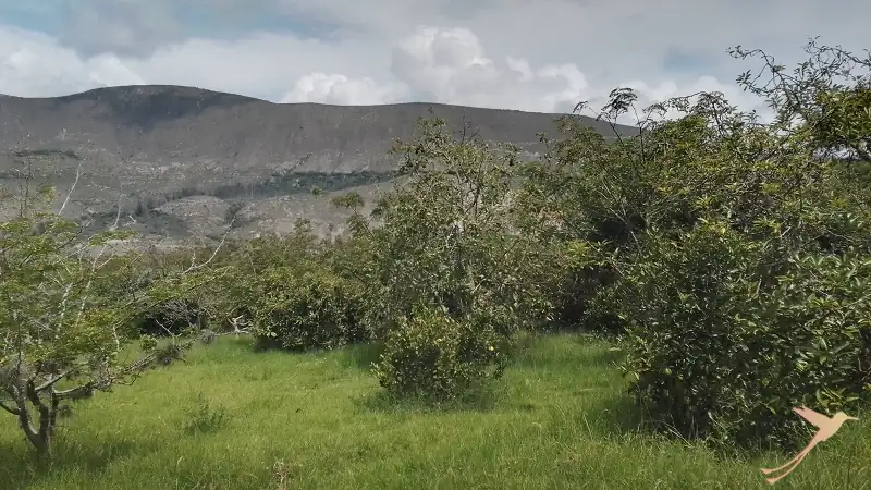 Hacienda Verde with plantations