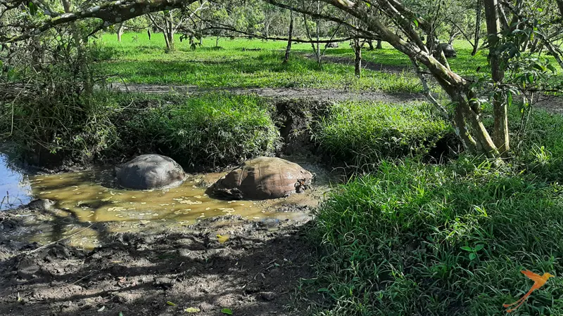 El Chato in the Highlands of Santa Cruz
