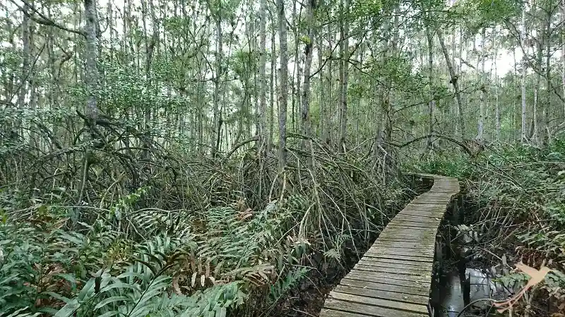 woodway through the mangroves of reserva Majagual