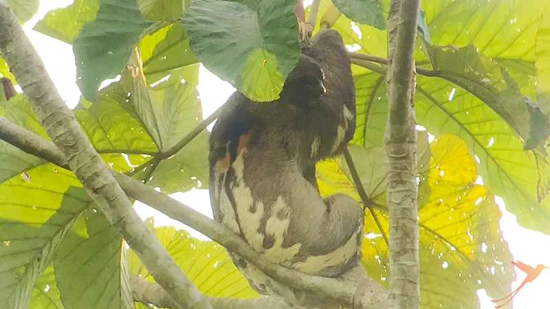 sloth in the trees of Yasuni National Park