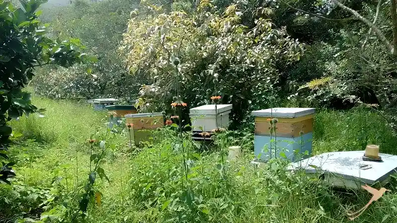 apiary an beehives at Hacienda Verde
