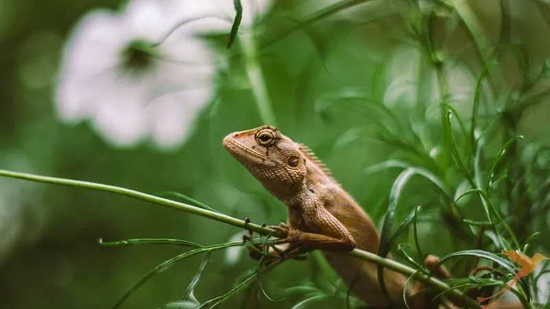 brown Lava Lizard in the Vegetation