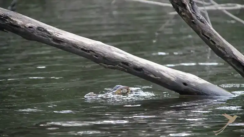 Cayman in the river at the Yasuni National Park