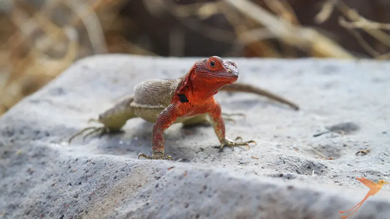 female lava lizard on a rock