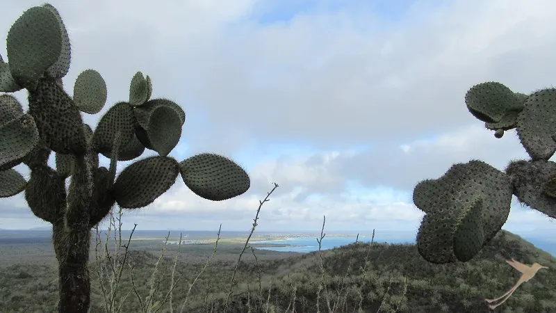 paisaje con cactos en Isabela