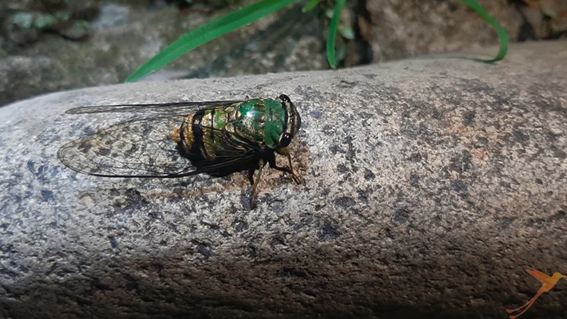 insect in the Yasuni
