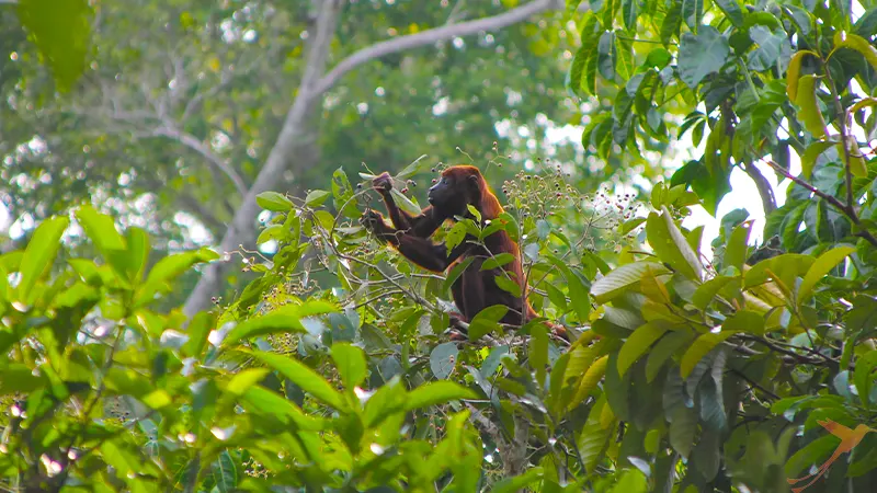 howler monkey in the trees of Yasuni
