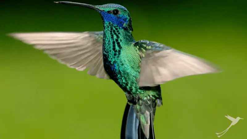 Colobri Mindo
