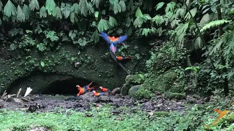 macaws at the parrot clay lick