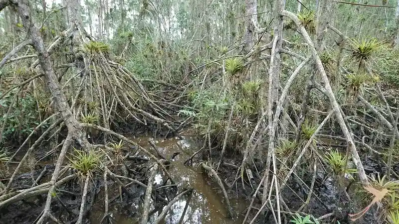 mangroves and bromelias at the reserva Majagual