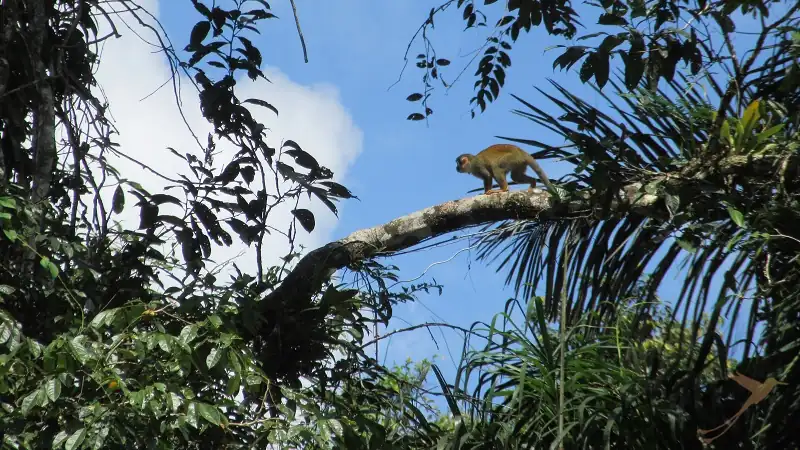 monkey on a tree in the Cuyabeno reserve