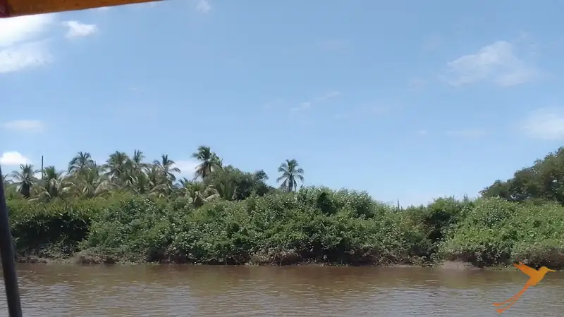 palmtrees and Magroves along the Santiago River