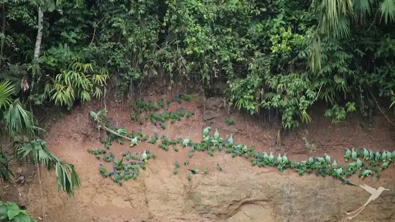 parrots at a clay lick in the Yasuni National Park