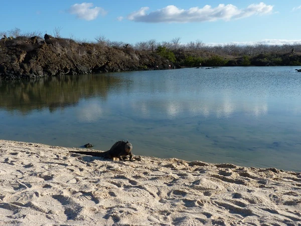 Playa de Bachas con iguana