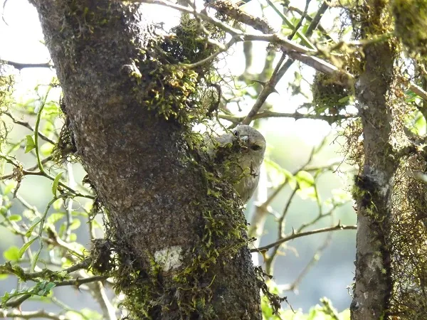 pájaro en las tierras altas de Santa Cruz