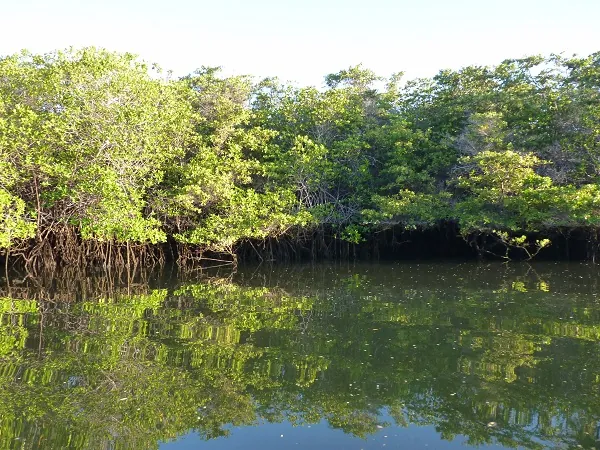 Mangroves at cala tortuga negra