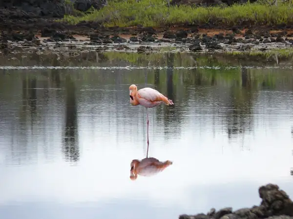Flamencos en la colina Dragón