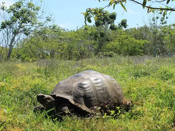 tortuga gigante tierras altas Santa Cruz