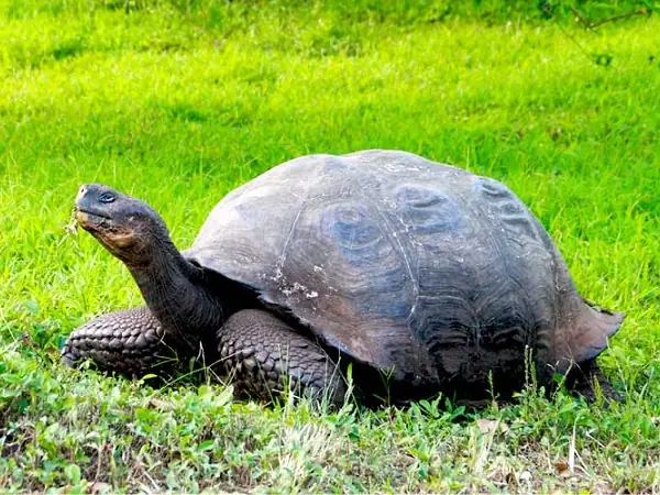 Giant Galapagos Tortoise on Santa Cruz
