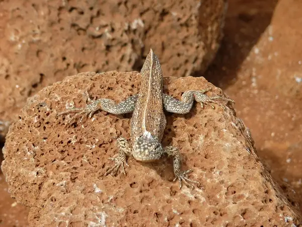 Iguana-Colina-Dragón-Santa-Cruz