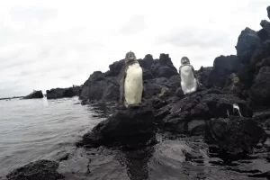 Penguins at the visitors site Tuneles on Isabela