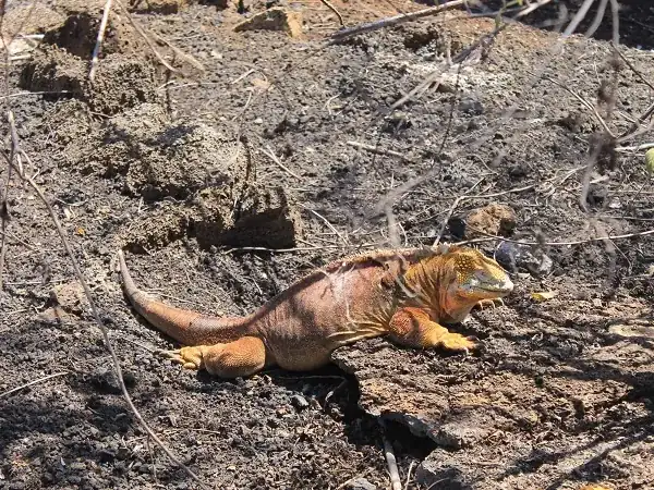 land iguana near the Darwin Station on Santa Cruz