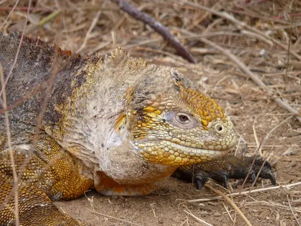 iguana terrestre en la Colina del Dragón