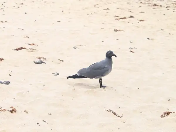 Lavagull en la playa de El Garrapatero