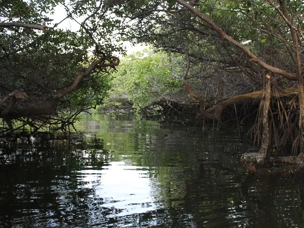 Mangroves at cala tortuga negra