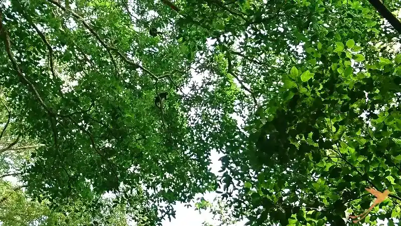 Monkeys in the reserve of Pacoche