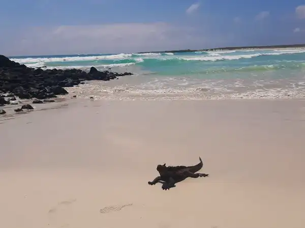 iguanas en la playa de bahía Tortuga