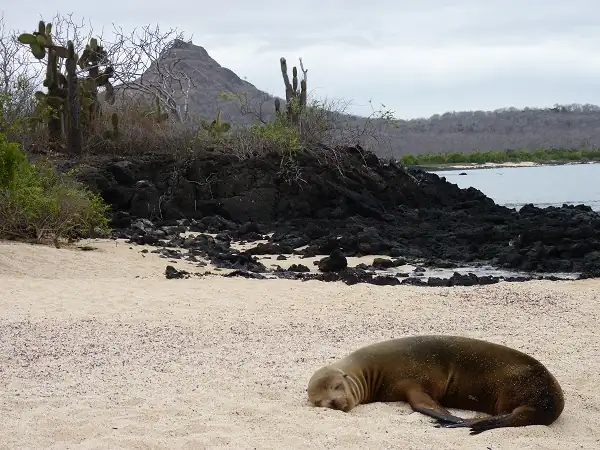 león marino en la playa de Dragon Hill en Santa Cruz
