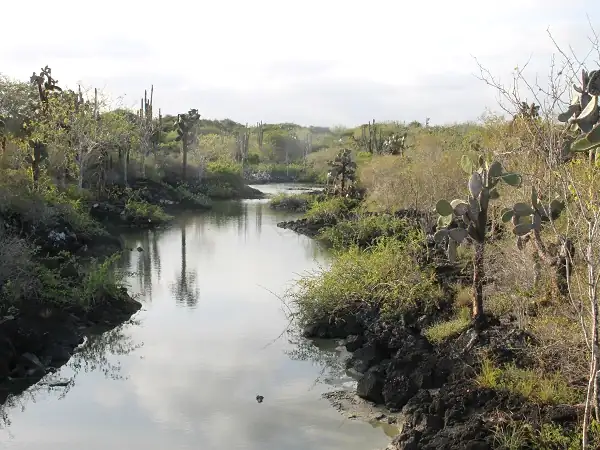 water stream at visitors site Las Grietas on Santa Cruz