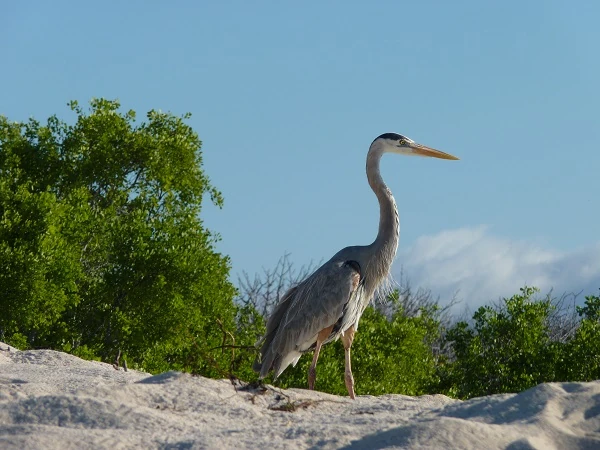 garza en la playa de Bachas