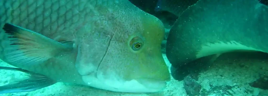 fish at the ground of the pacific at Galapagos