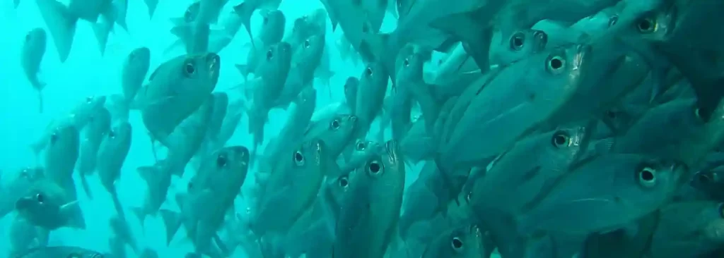 Galapagos fish swarm