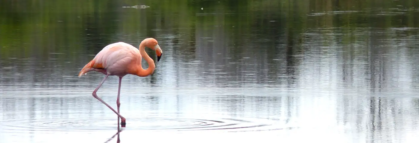 Flamingo en una laguna en Dragon Hill en Santa Cruz