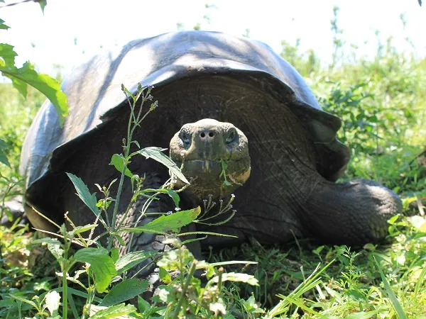 Tortuga gigante en las tierras altas de Santa Cruz