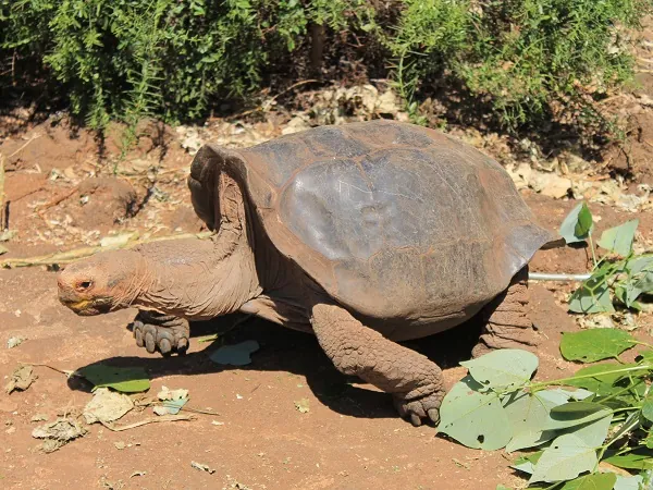 tortuga en la Estación Charles Darwin