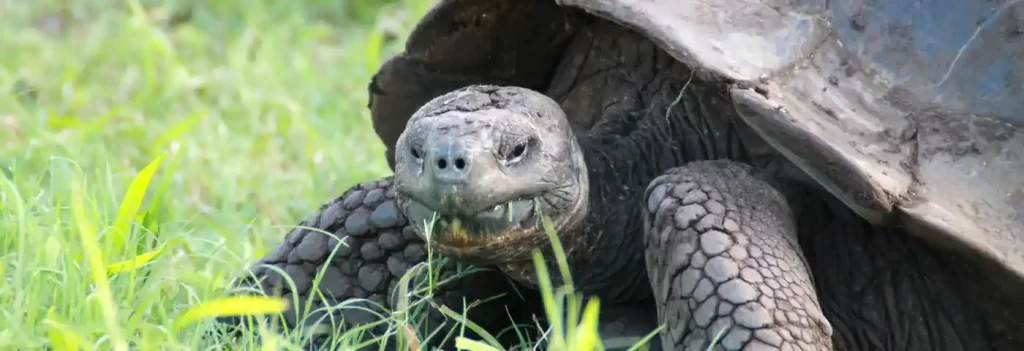 feeding tortoise in the highlands of Santa Cruz