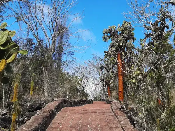 ruta-senderismo-bahia_tortuga_santa_cruz