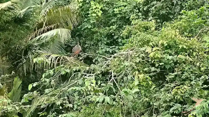 Hoatzin bird in the vegetation around Limoncocha lagoon