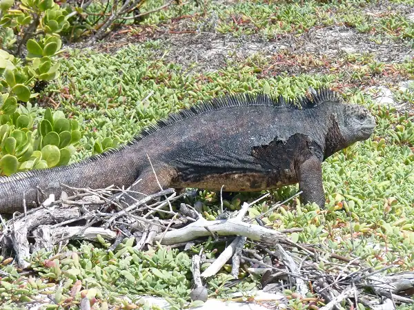 iguana cerca de la bahía de Tortuga