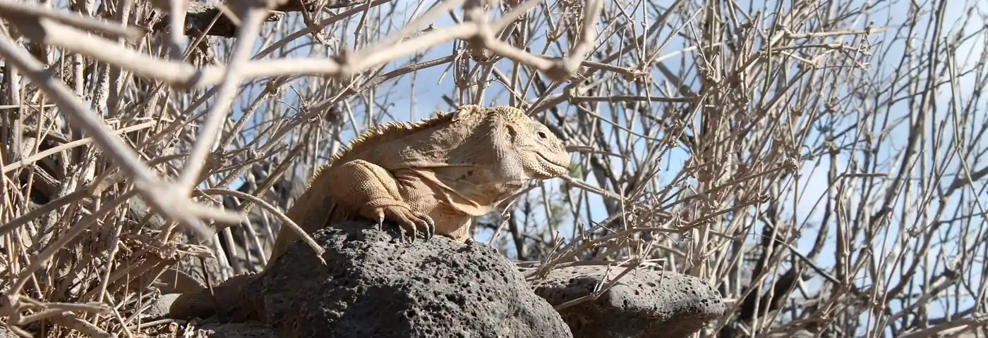 Iguana on a stone at Santa Fe island